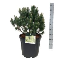 PM000393723