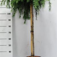 PM000393850