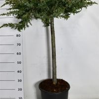 PM000393851