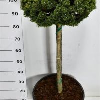 PM000393854