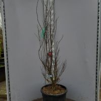 PM000393879