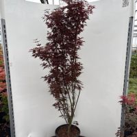 PM000400526