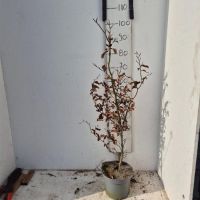 PM000401177
