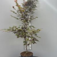 PM000401300