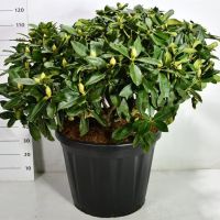 PM000401595