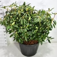 PM000401599