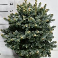 PM000401605