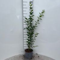PM000407201