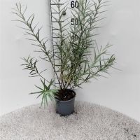 PM000407232