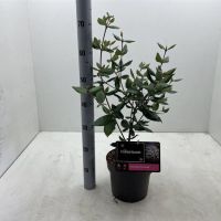 PM000407401