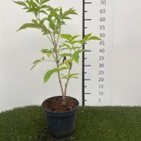 PM000418398
