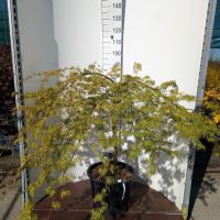 PM000422374