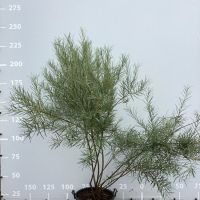 PM000424782