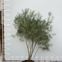 PM000424783