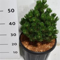 PM000431159