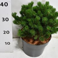 PM000431228
