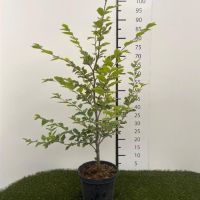 PM000440139