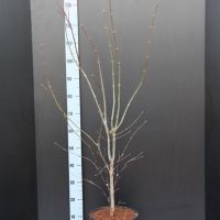PM000440514