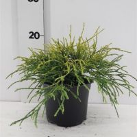 PM000443308