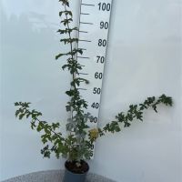 PM000443508
