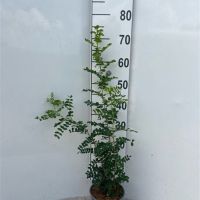 PM000443516