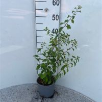 PM000443523