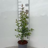 PM000443542