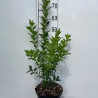 PM000443875
