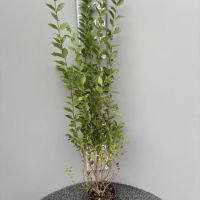 PM000447424