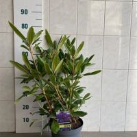 PM000447942