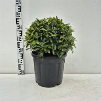 PM000447997