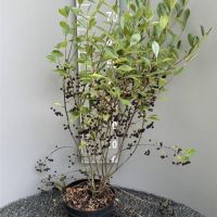PM000450700