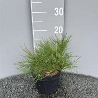 PM000450749