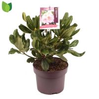 PM000450800