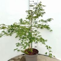 PM000451538