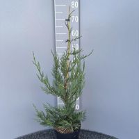 PM000452656