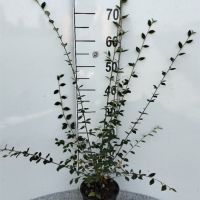 PM000454949