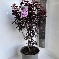 PM000455594
