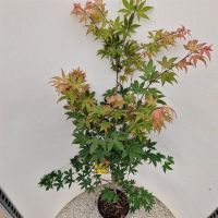 PM000456031