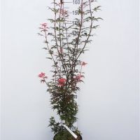 PM000456337