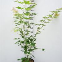 PM000456340