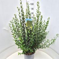PM000456435