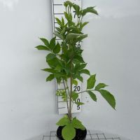 PM000458373