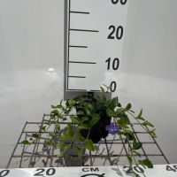 PM000462117